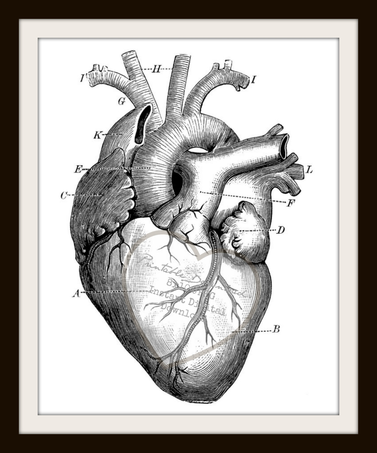 Draw Easy Simple Human Heart Heart Diagram Anatomy Coloring Anatomical ...