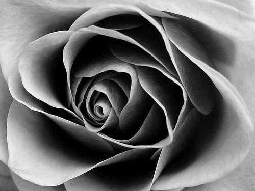 Rose in Black and White | Flickr - Photo Sharing!