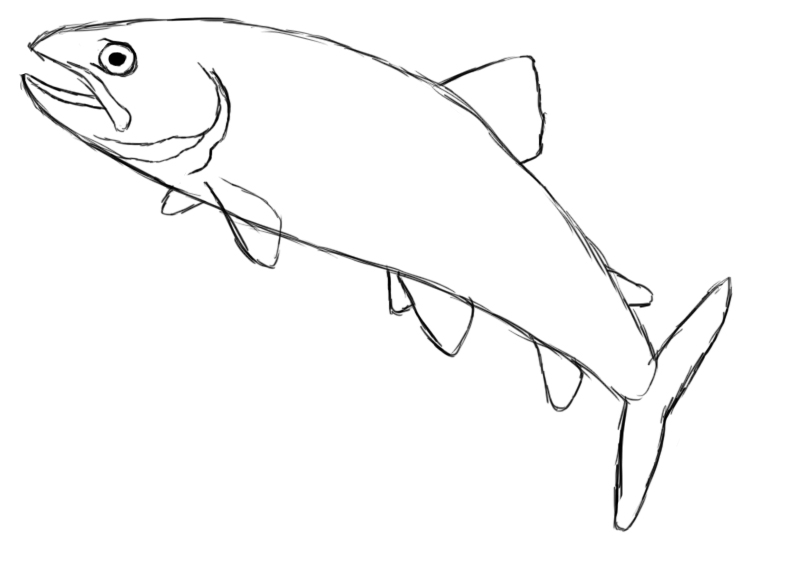 Free How To Draw A Fish, Download Free How To Draw A Fish png