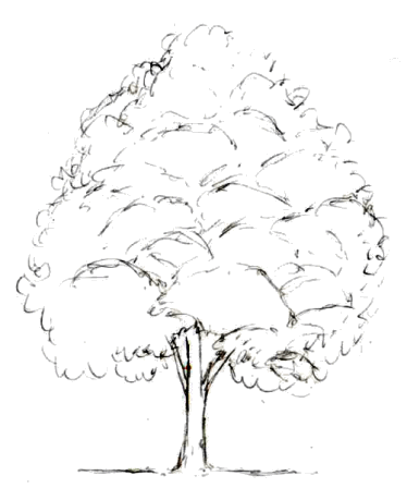 Free Simple Tree Drawings, Download Free Simple Tree Drawings png ...