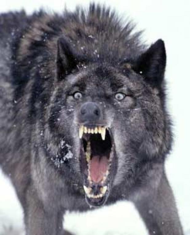 A black wolf snarling aggressively in snow, teeth bared and eyes wide, fur bristling with intensity.