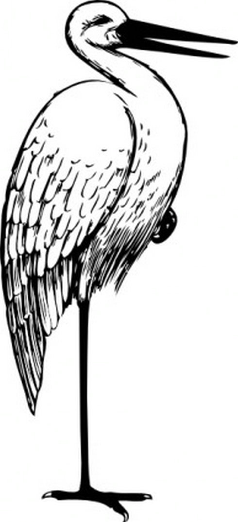 Bird Standing One Foot Clip Art | Free Vector Download - Graphics 