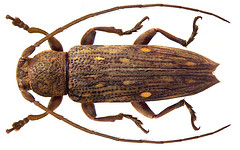 Longhorn Beetle Identification Guide - Species, Features & Ecology