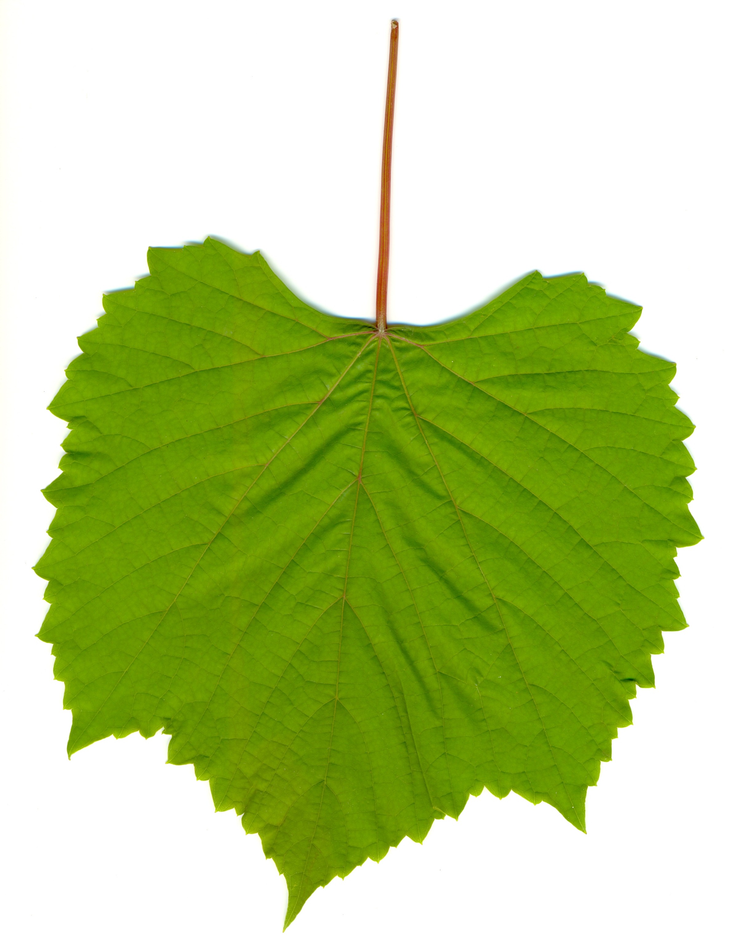 Grape leaf 01.jpg - Clipart library - Clipart library