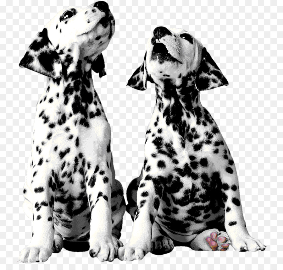 Dalmatian dog Puppy The 101 Dalmatians Musical Pointer Dog breed - dalmatians png download - 800*841 - Free Transparent Dalmatian Dog png Download.