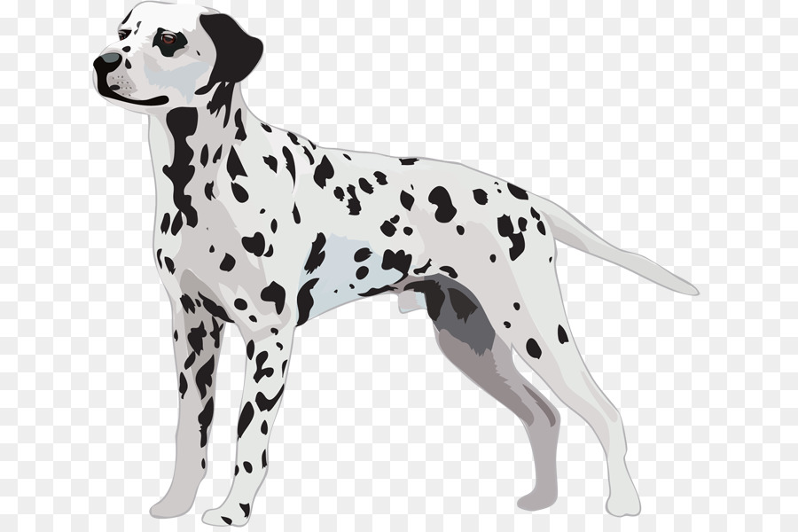 Dalmatian dog Greeting & Note Cards Puppy Tote bag - dalmatian puppies silhouette png download - 700*599 - Free Transparent Dalmatian Dog png Download.