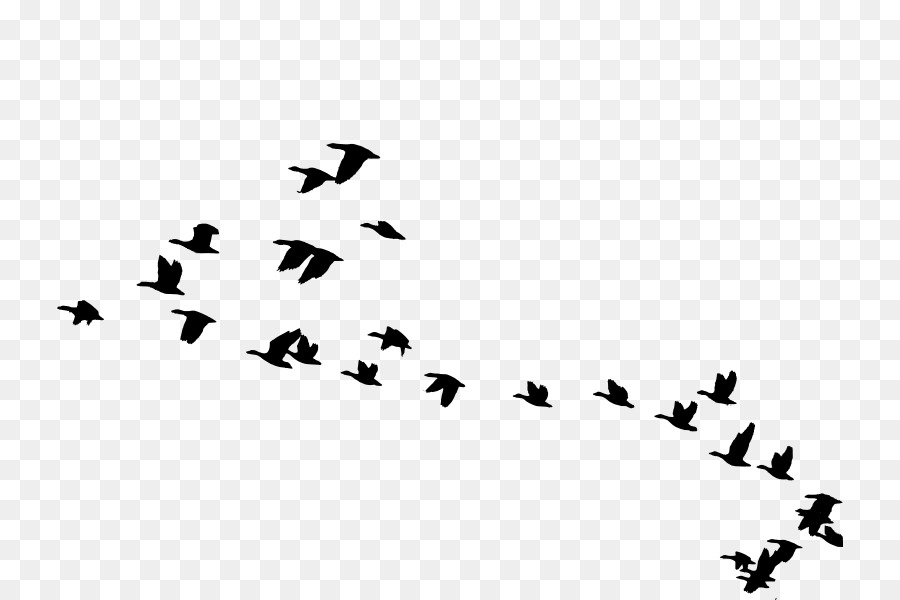 Bird migration Goose Animal migration Clip art - goose png download - 786*600 - Free Transparent Bird png Download.
