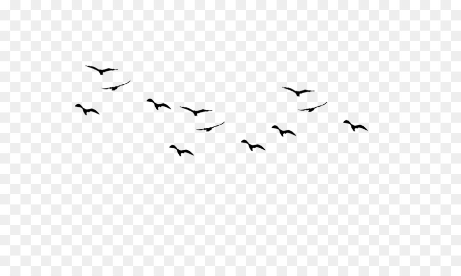 Bird flight Swallow Silhouette Bird flight - Bird png download - 700*525 - Free Transparent Bird png Download.
