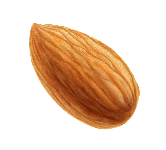 Nut Almond Icon - Cartoon almond png download - 564*510 - Free ...