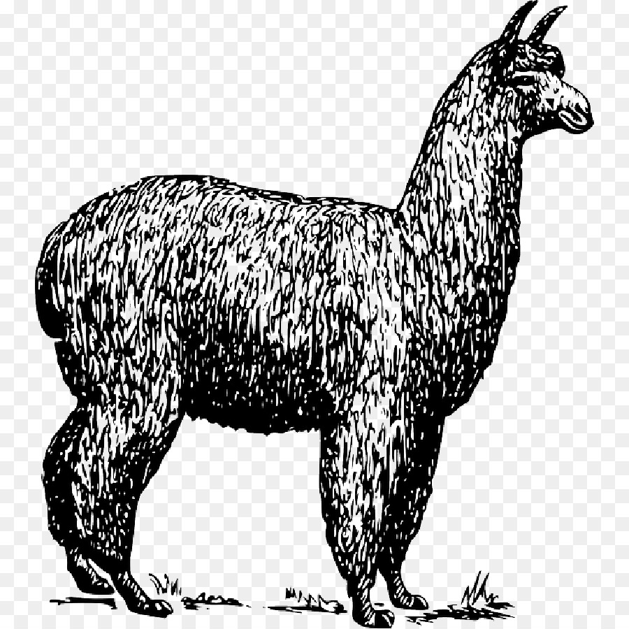 Alpaca Llama Vector graphics Clip art Drawing - vicuna vector png download - 800*899 - Free Transparent Alpaca png Download.