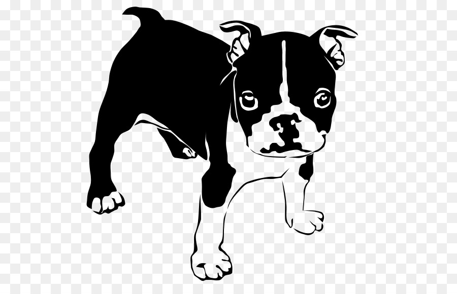 French Bulldog American Bulldog Boston Terrier Puppy - puppy png download - 800*566 - Free Transparent French Bulldog png Download.
