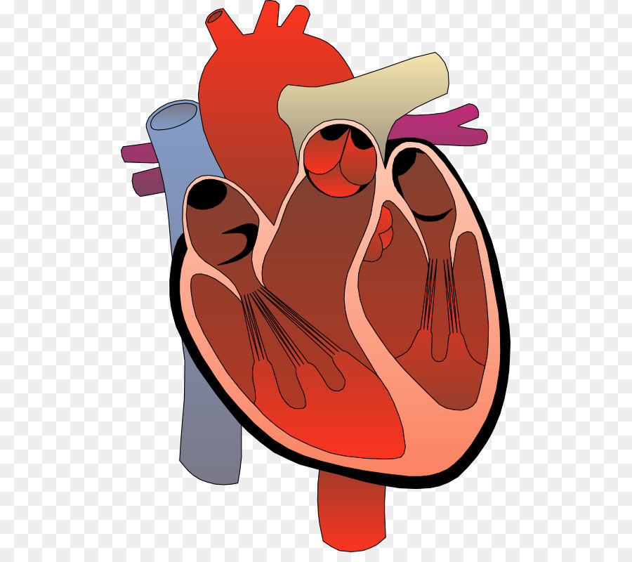 Heart Anatomy Diagram Circulatory system Clip art - Hope Heart Cliparts png download - 555*786 - Free Transparent  png Download.