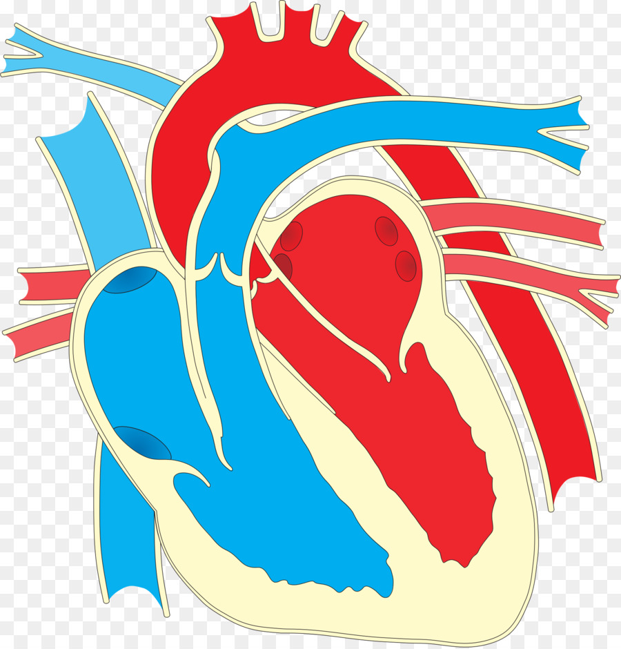 Wiring diagram Heart Drawing Clip art - creative human heart png download - 1930*2011 - Free Transparent  png Download.