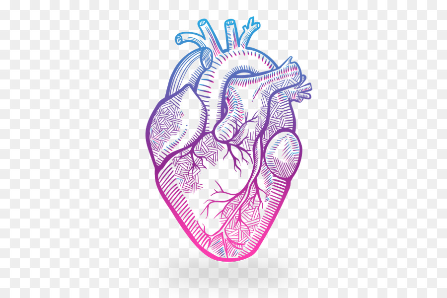 Heart Anatomy Drawing - heart png download - 600*600 - Free Transparent  png Download.