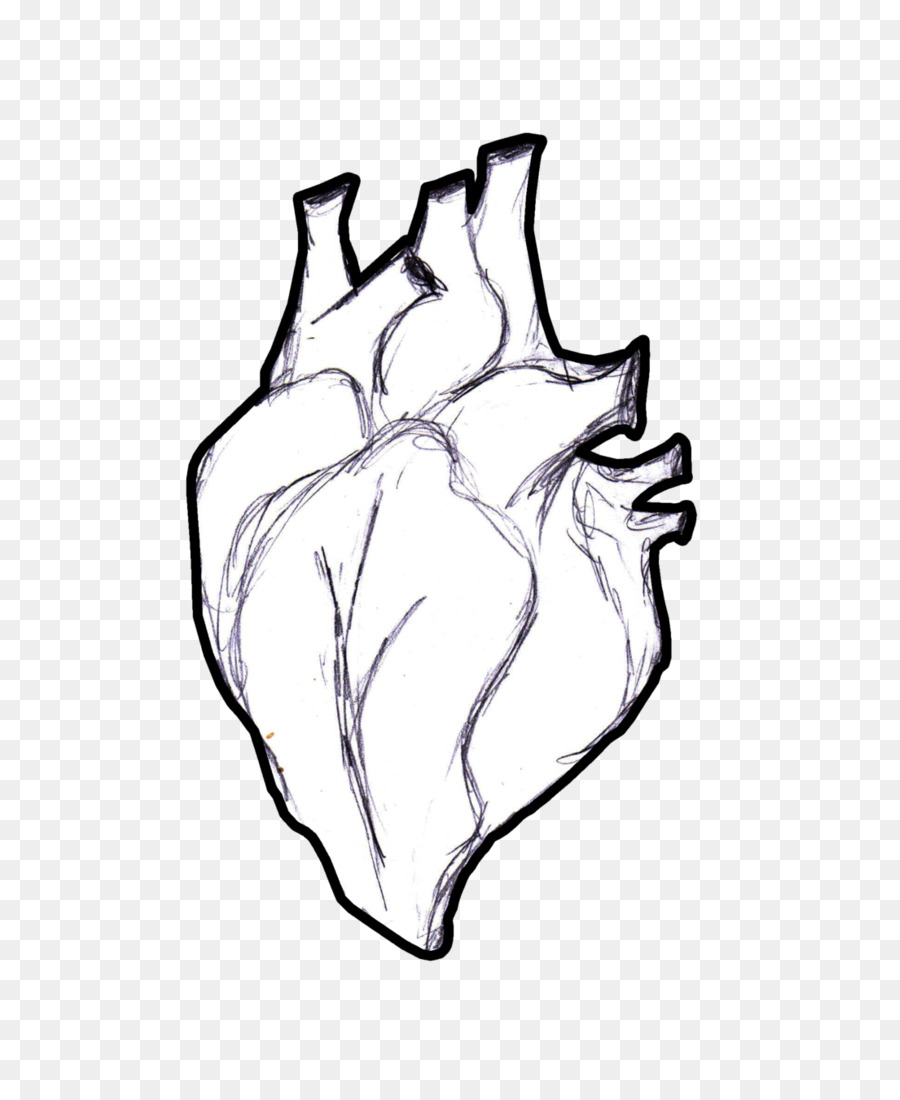 Heart Anatomy Coloring book Human body Clip art - human heart png download - 733*1090 - Free Transparent  png Download.