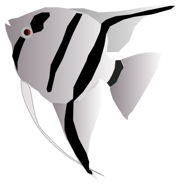 Freshwater angelfish Clip art - fish png download - 586*600 - Free ...