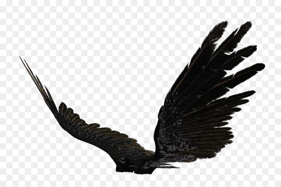Wing Photography Clip art - Angel Wing png download - 1024*673 - Free Transparent Wing png Download.