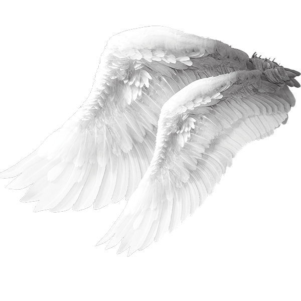 Angel wing Columbidae Bird - Angel wings material png download - 600* ...