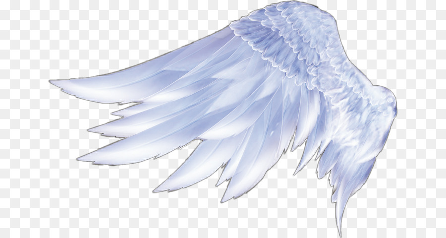 Angel wings Angel wings Feather - wings png download - 705*480 - Free Transparent Wings png Download.