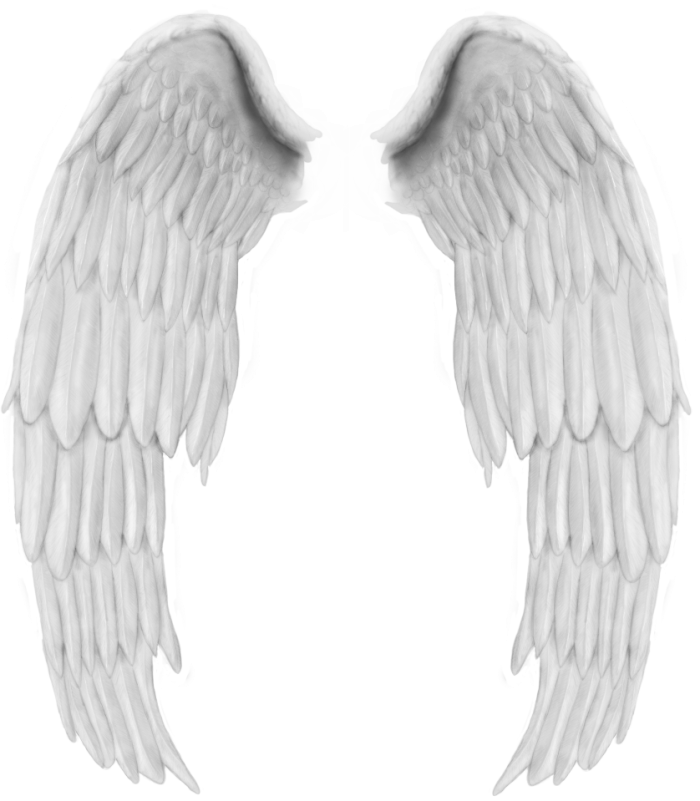 Angel Wing Bird - angel png download - 700*801 - Free Transparent Angel ...