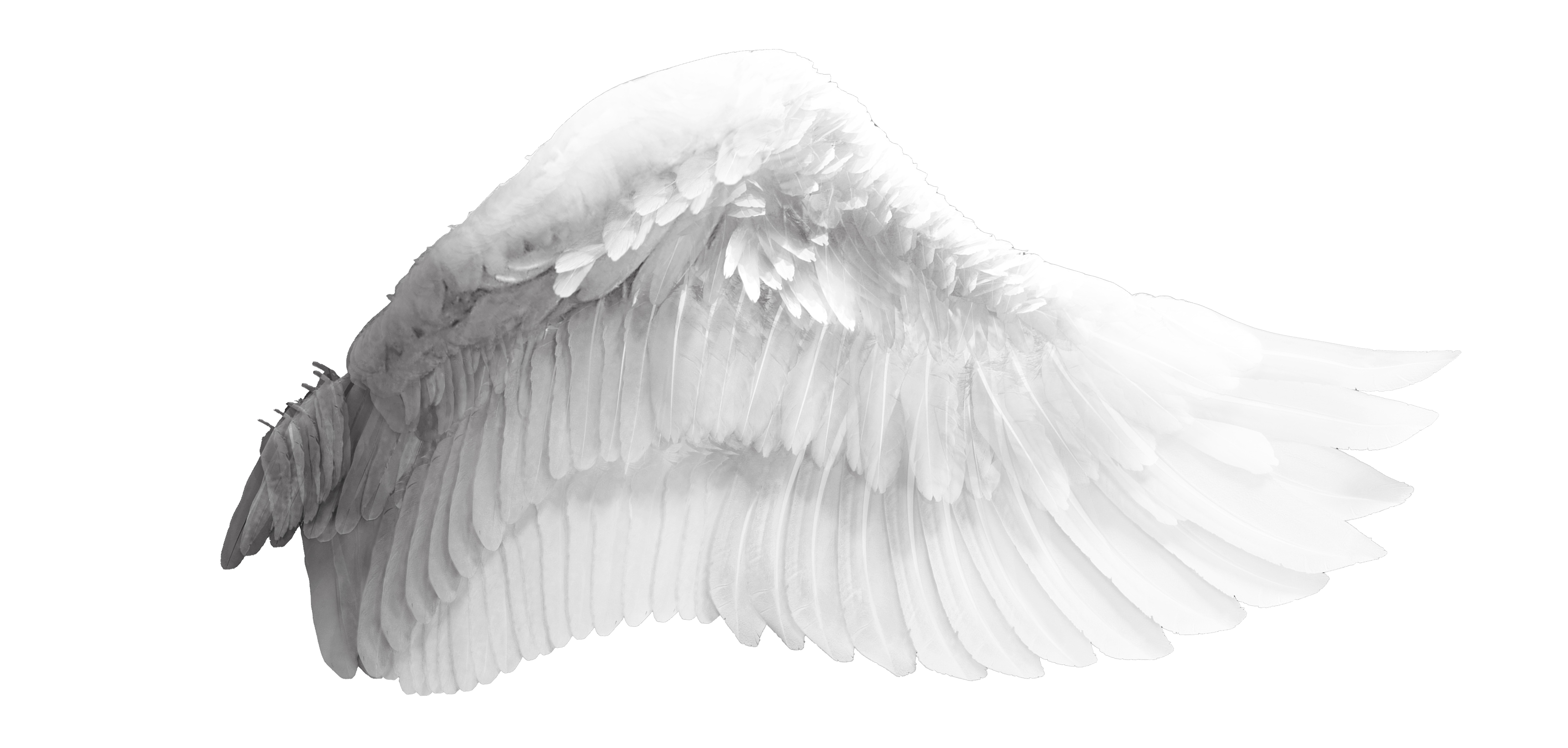 Angel Wings Png Transparent Background Angel Wing Png Clipart Large ...