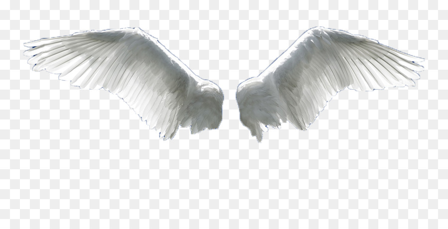 Wing Flight Aile - Angel wings png download - 1100*543 - Free Transparent Wing png Download.