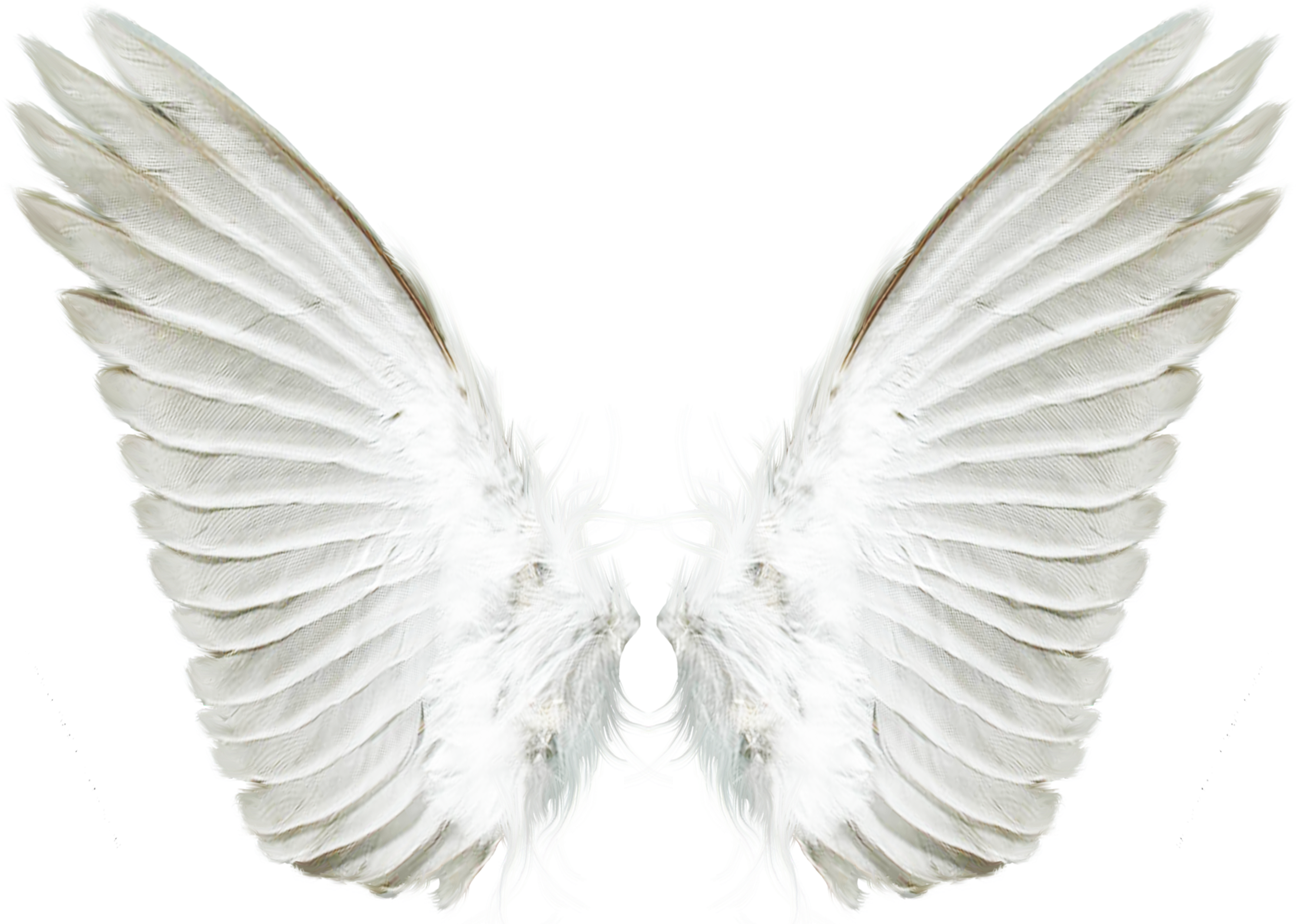 Крылья ангела. Крылья картинки. Крылья ангела для фотошопа. Белые Крылья. Крыло ангела читать