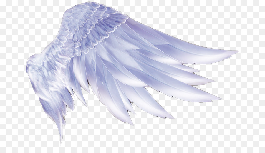 transparent wings
