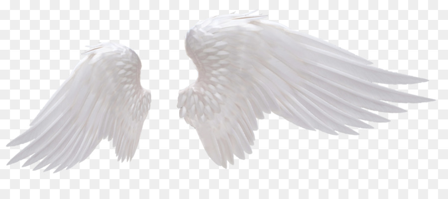 Wing Stock photography Clip art - angel girly png download - 1024*447 - Free Transparent Wing png Download.