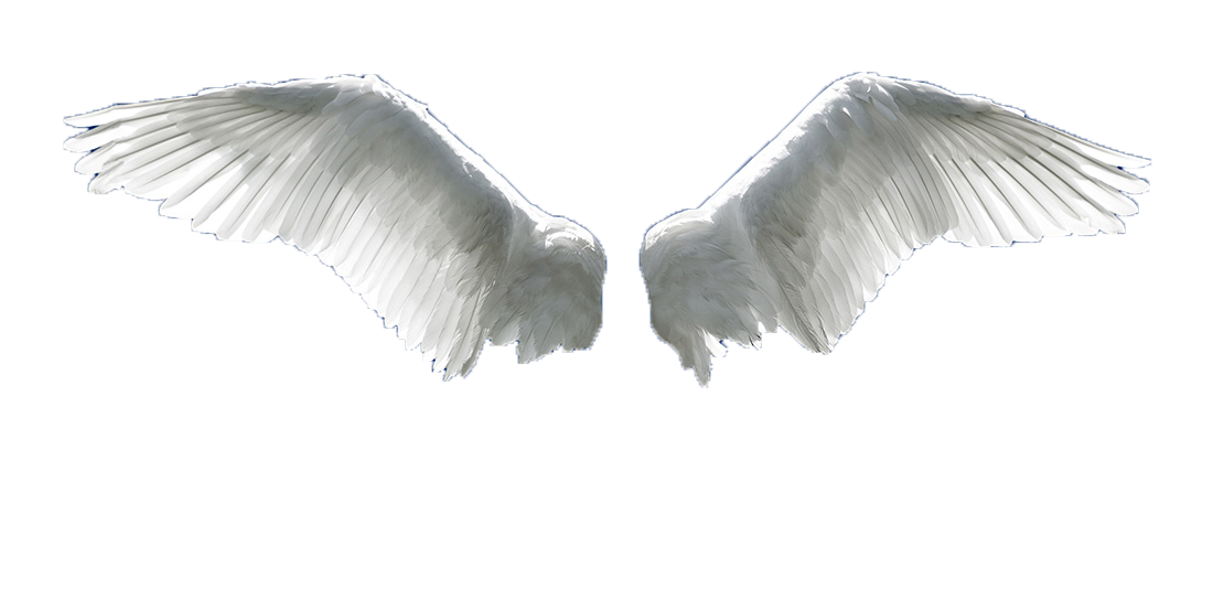 Wing Flight Aile - Angel wings png download - 1100*543 - Free ...