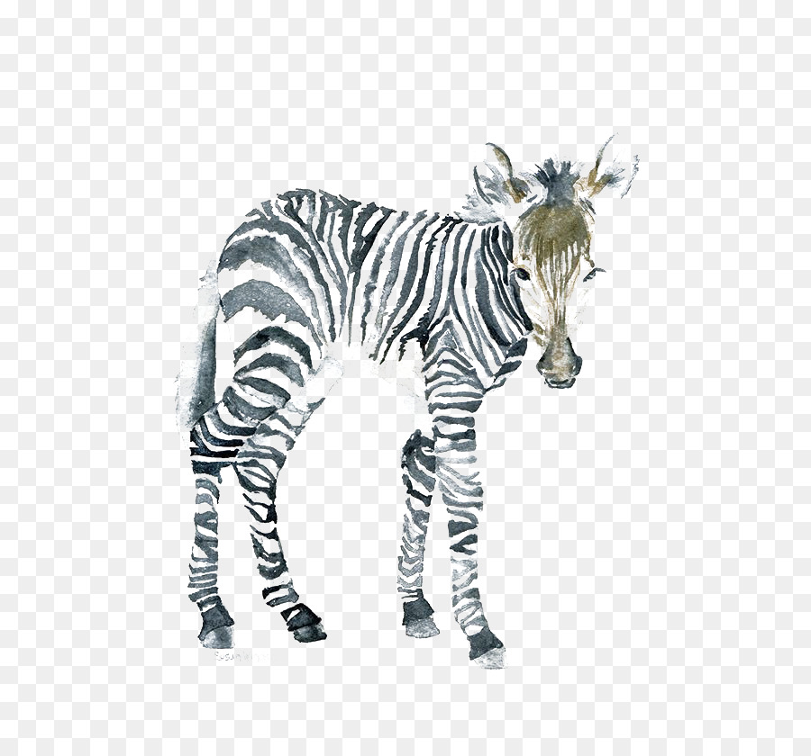 The Art of Painting Zebra Watercolor painting Canvas - zebra png download - 600*840 - Free Transparent Art Of Painting png Download.