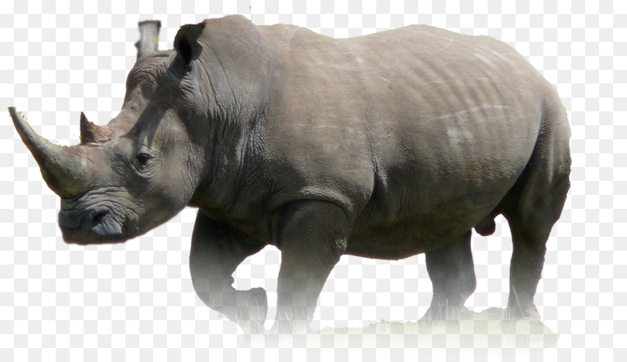 Javan rhinoceros Animal Wildlife Lion - rhino png download - 1188*678 - Free Transparent Rhinoceros png Download.