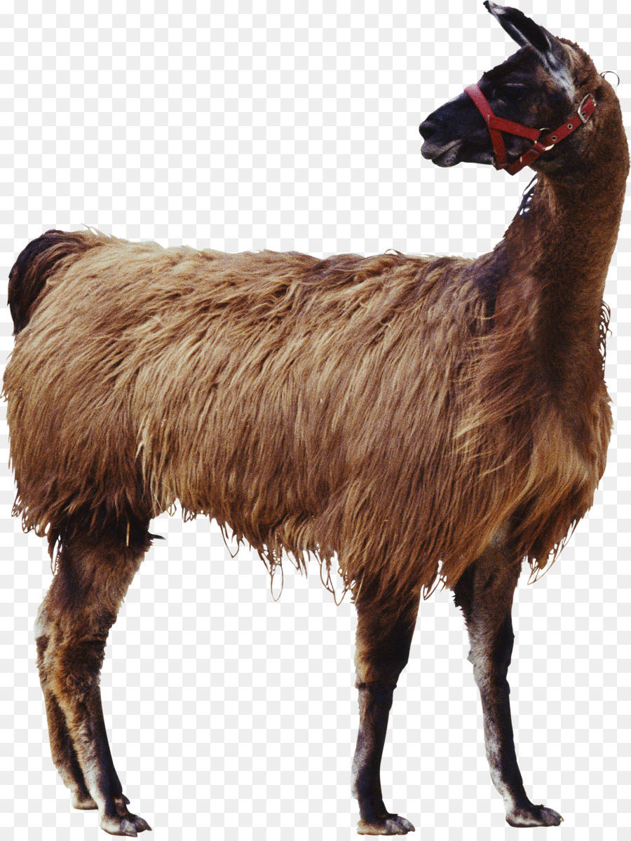 Goat Applied animal nutrition Cat Livestock - llamas png download - 2395*3180 - Free Transparent Goat png Download.