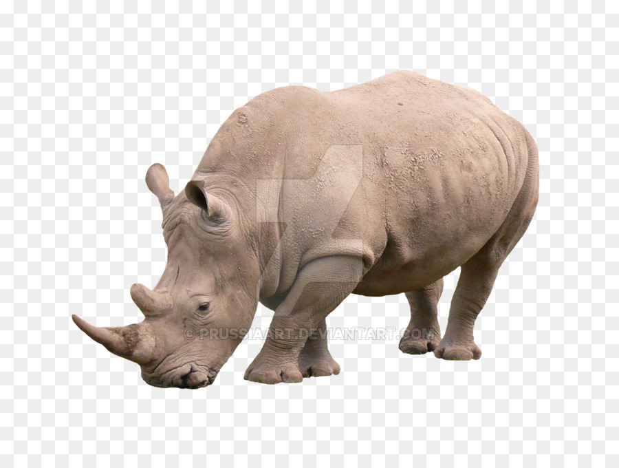 Rhinoceros African rhino Animal Mammal - others png download - 900*671 - Free Transparent Rhinoceros png Download.