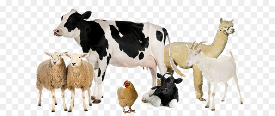 Holstein Friesian cattle Milk Dairy farming Livestock - milk png download - 728*380 - Free Transparent Holstein Friesian Cattle png Download.