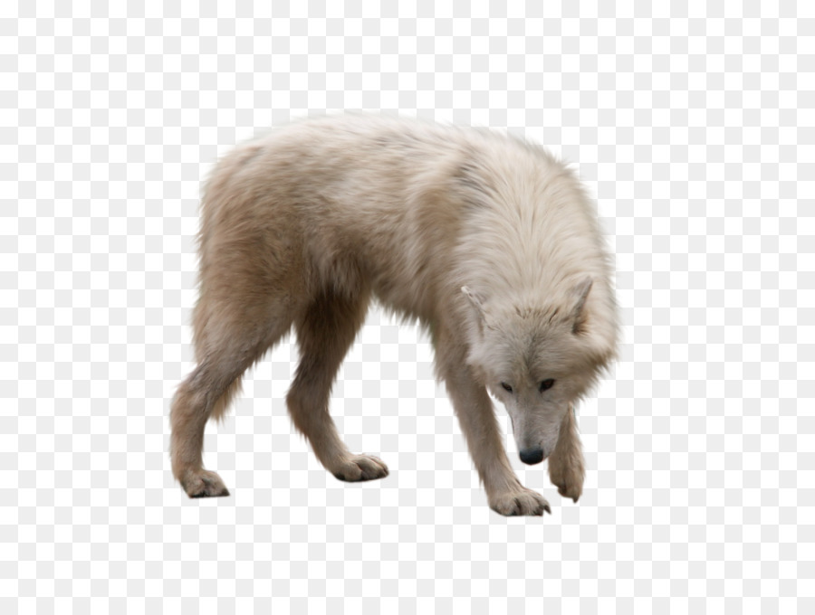 Dog Arctic wolf Arctic fox - ANIMAl png download - 2272*1704 - Free Transparent Dog png Download.