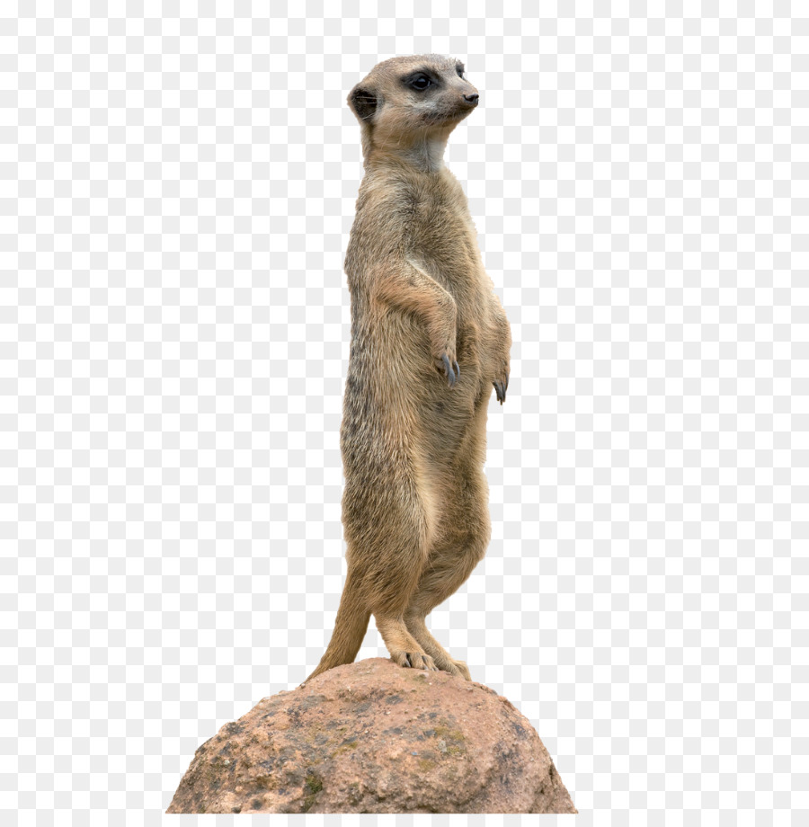 Meerkat Animal Mongoose Clip art - others png download - 634*907 - Free Transparent Meerkat png Download.