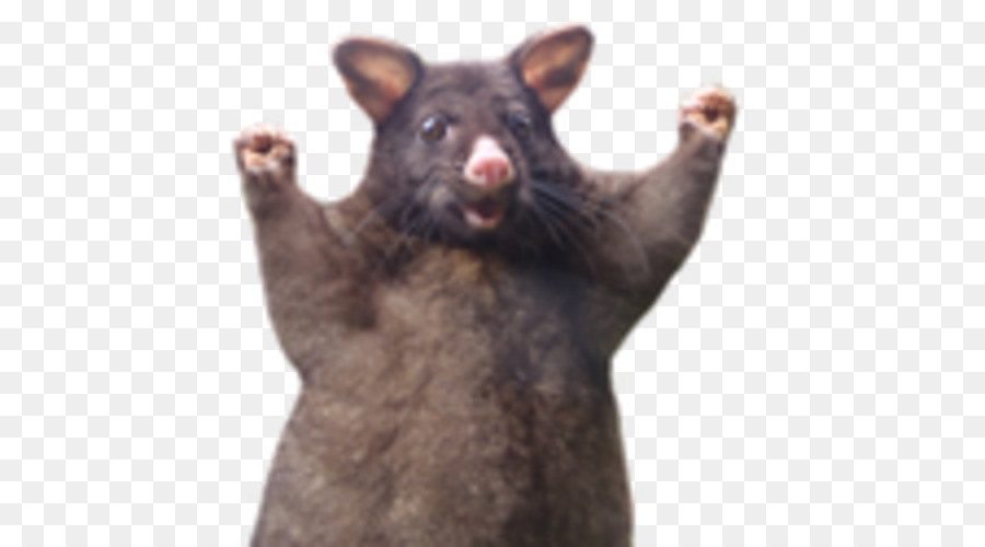 Opossum Common brushtail possum Animal - others png download - 500*500 - Free Transparent  png Download.