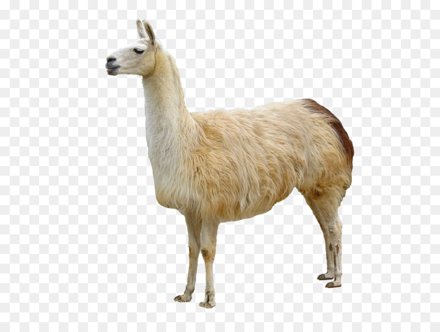 Llama Animal Domestication Bactrian camel - others png download - 980*735 - Free Transparent Llama png Download.