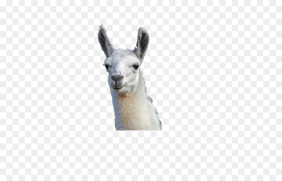 Llama Camel Alpaca Gift Animal - booth png download - 1200*750 - Free Transparent Llama png Download.