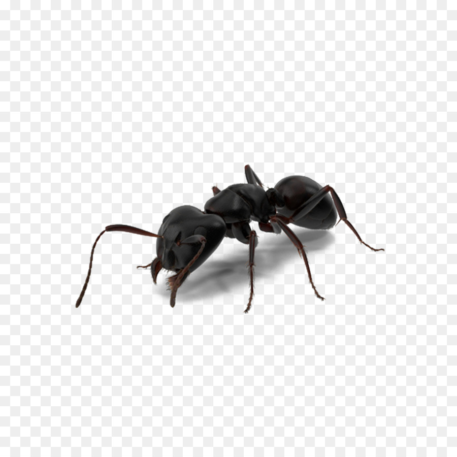 Ant-Man Spider-Man - Black ants png download - 1000*1000 - Free Transparent Ant png Download.
