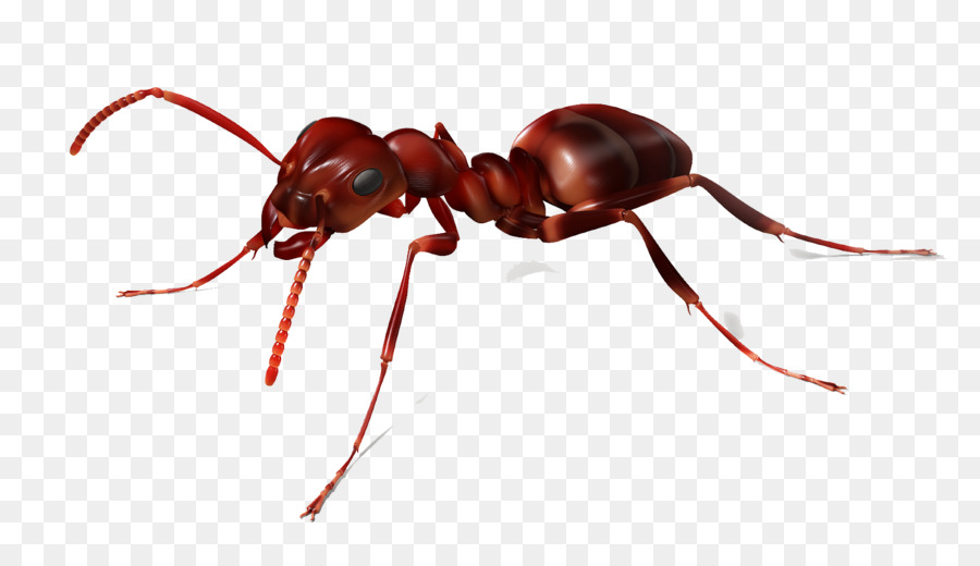 The Ants Red imported fire ant Insect - Ants material fly net png download - 1600*900 - Free Transparent Ants png Download.