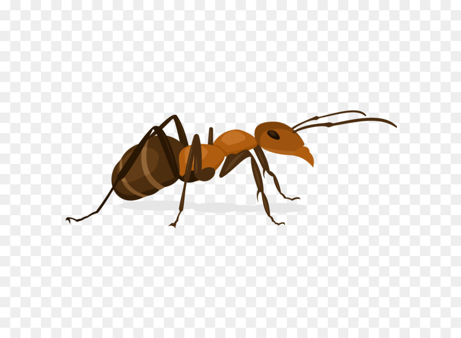 Ant Insect X-Faktor - Vector small ants png download - 1500*1500 - Free Transparent Ant ai,png Download.
