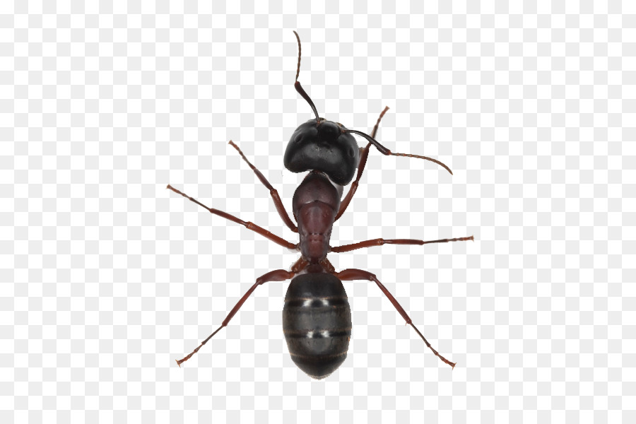 Black garden ant Insect Tapinoma sessile Pharaoh ant - ant PNG png download - 600*600 - Free Transparent Ant png Download.