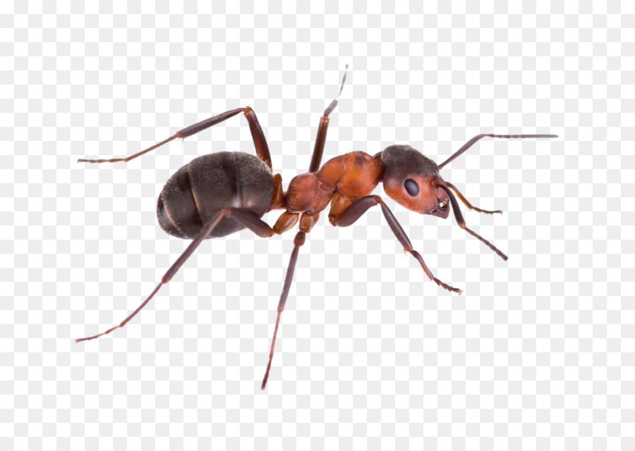 Pest Control Green tree ant Argentine ant Banded sugar ant - ants nest png download - 1024*706 - Free Transparent Pest Control png Download.