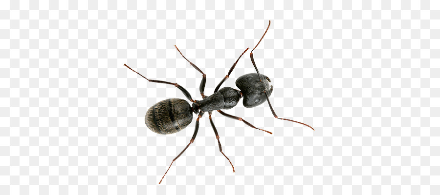 Black carpenter ant Banded sugar ant Black garden ant Little black ant - insect png download - 700*400 - Free Transparent Ant png Download.
