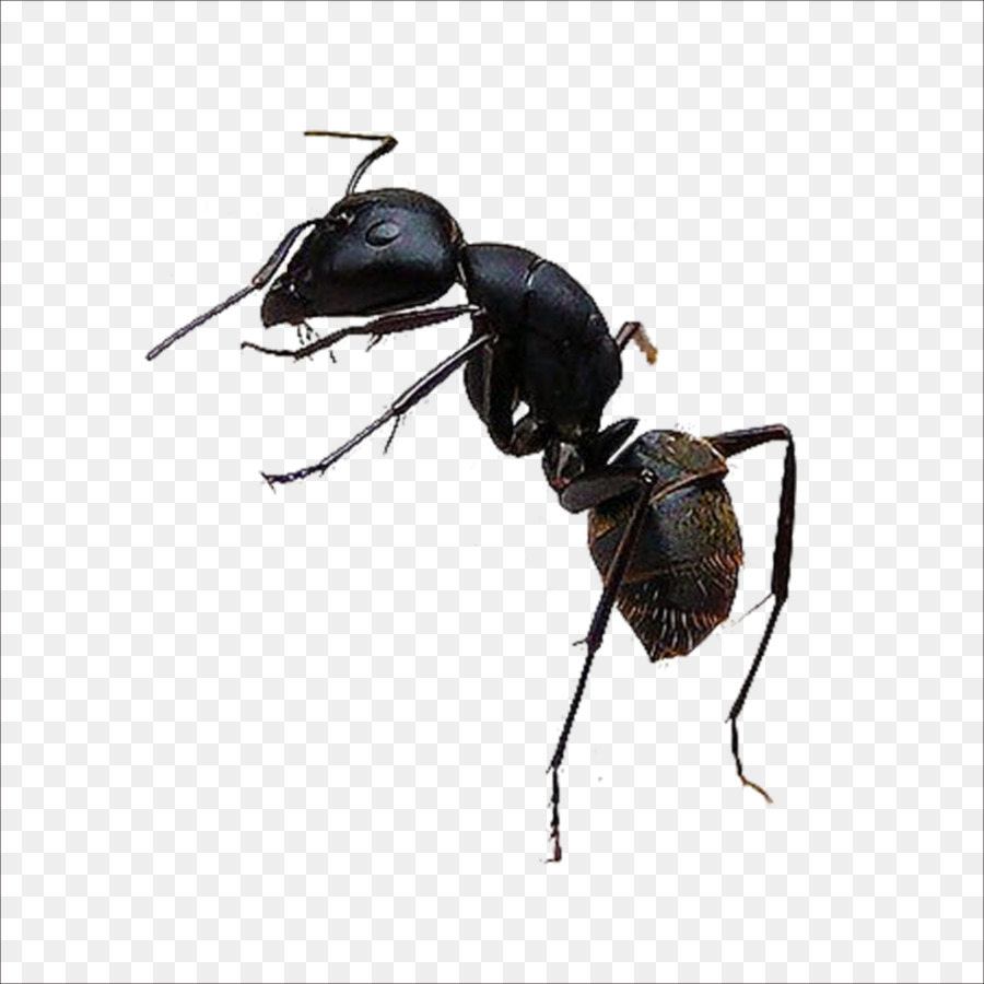 Black garden ant Insect - ant png download - 1773*1773 - Free Transparent Ant png Download.