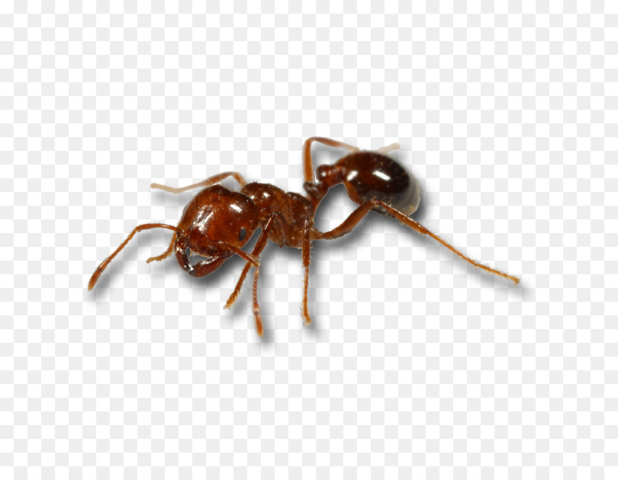 Red imported fire ant Mosquito Black imported fire ant Animal bite - predator drone png download - 700*700 - Free Transparent Ant png Download.