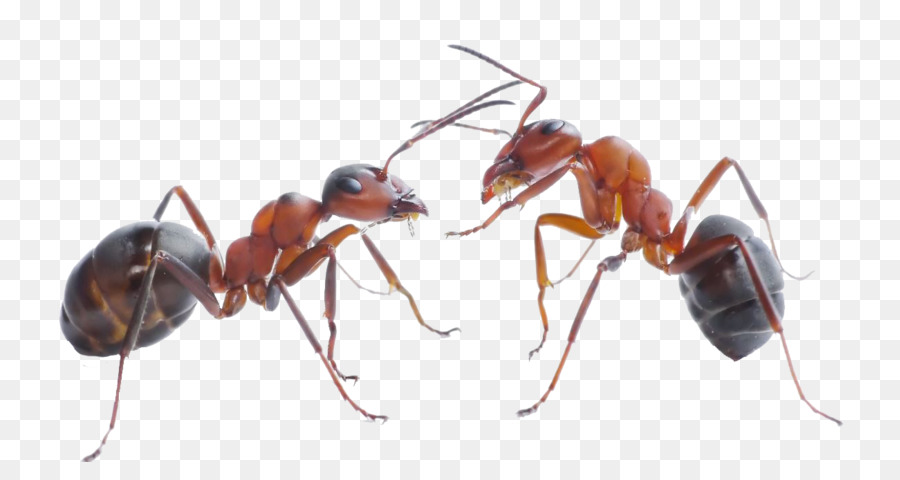 The Ants Black garden ant Carpenter ant Pest Control - ants png download - 1300*668 - Free Transparent Ants png Download.