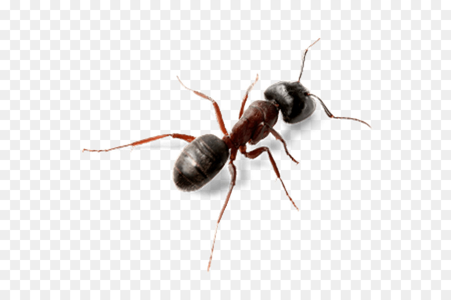 Ant Insect Computer Software - insect png download - 600*600 - Free Transparent Ant png Download.